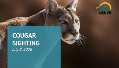 Cougar spotted near Moonshine Lake