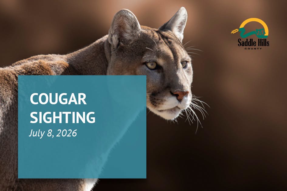 Cougar spotted near Moonshine Lake