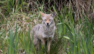 Spike in Vancouver coyote aggression due to human habituation, study finds