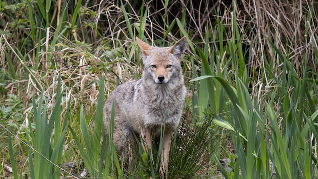 Spike in Vancouver coyote aggression due to human habituation, study finds