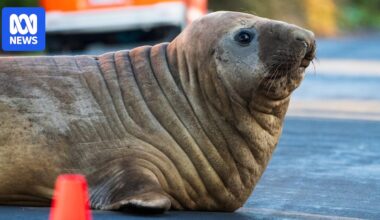 Neil the seal 'may have moved on', Tasmanian wildlife experts say