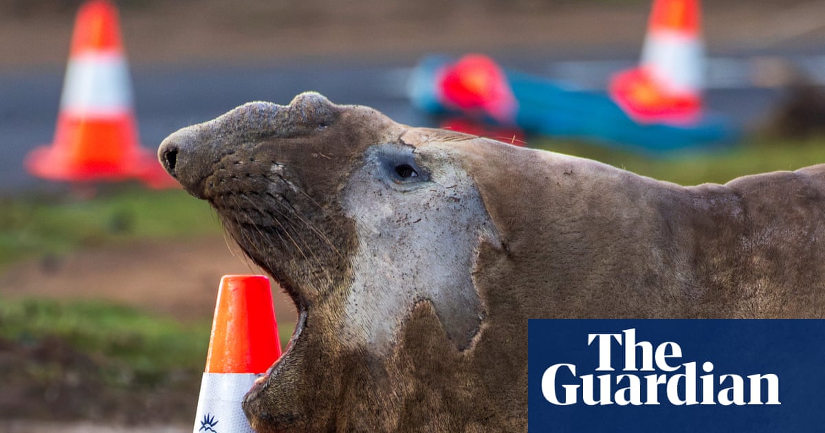 Neil the one-tonne elephant seal causing traffic jams in rural Tasmania has returned to sea – for now | Tasmania