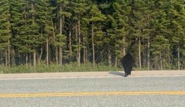 Watch for Moose - and Bears - on NL Highways