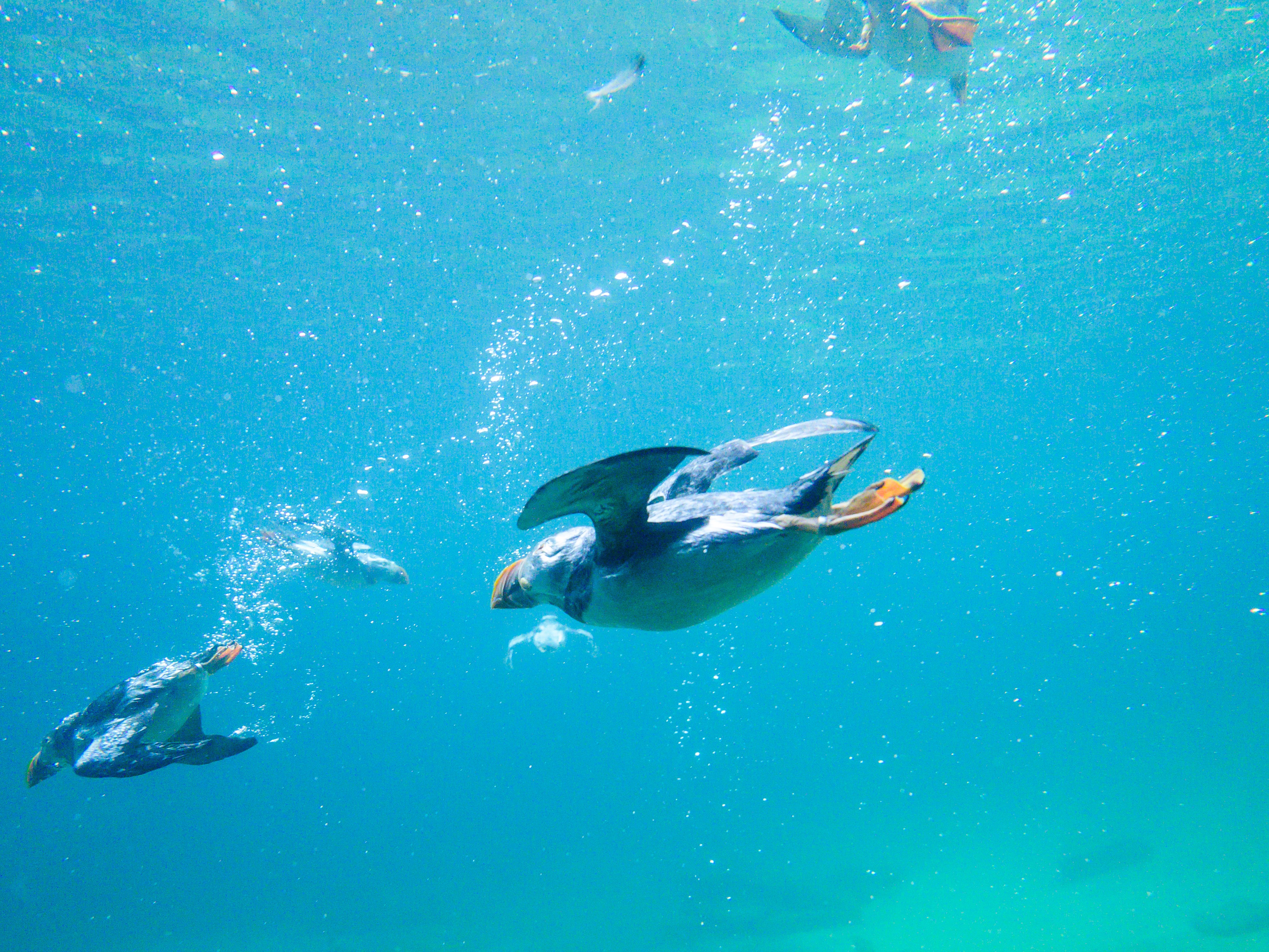 The engineers studied the way puffins dive, swim and fly, and move between air and water.