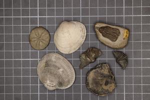 Researchers confirm cause of Earth’s biggest mass extinction