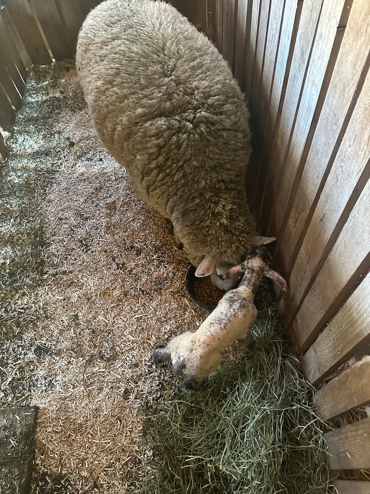 Two sheep