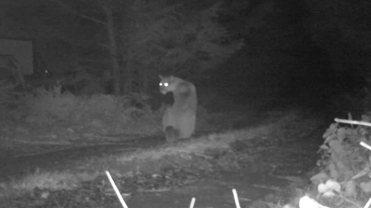 Cougar on trail cam