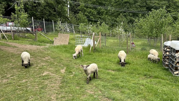 Elusive cougar avoids capture after killing sheep on Bowen Island farm