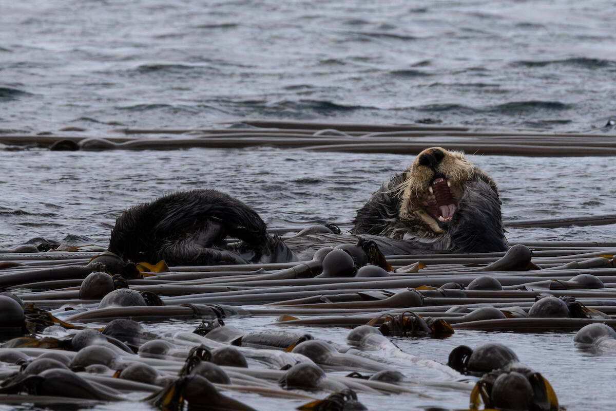 Ollie the sea otter has not been seen in Greater Victoria waters since November 2025. (Mollie Cameron/Sooke Coastal Explorations)