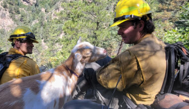 The GOAT: Hooved friend provides moral support to firefighters in Colorado – Winnipeg Free Press