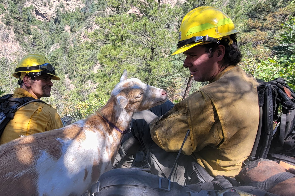 The GOAT: Hooved friend provides moral support to firefighters in Colorado – Winnipeg Free Press