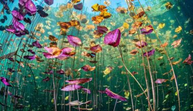 13 Beautiful, Standout Winners Of U.N. World Oceans Day Photo Competition