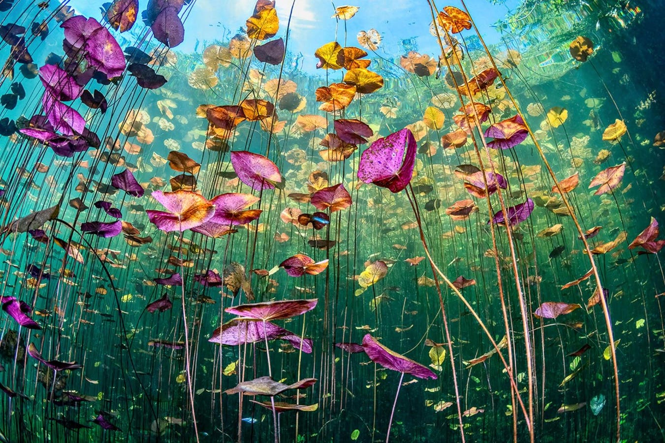 13 Beautiful, Standout Winners Of U.N. World Oceans Day Photo Competition