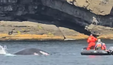 Whale Release Group Frees Humpback Tangled in Fishing Gear in Trinity Bay