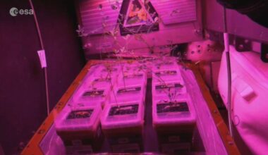 Astronaut reveals the tiny glowing garden inside the International Space Station where scientists are learning how to grow food for future Moon and Mars missions |