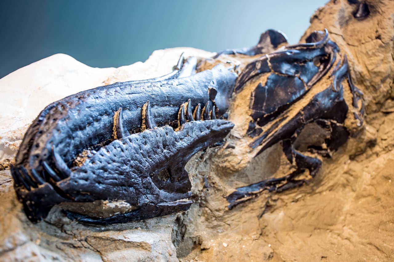 A fossilized dinosaur head