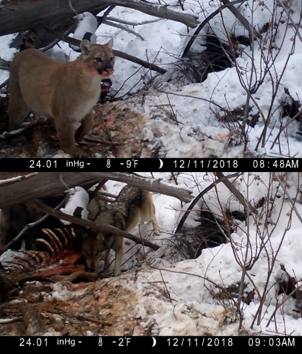 Two photos of the same snowy landscape, one of a cougar on top with a red mouth and bones, and a wolf on the bottom munching on those same bones.