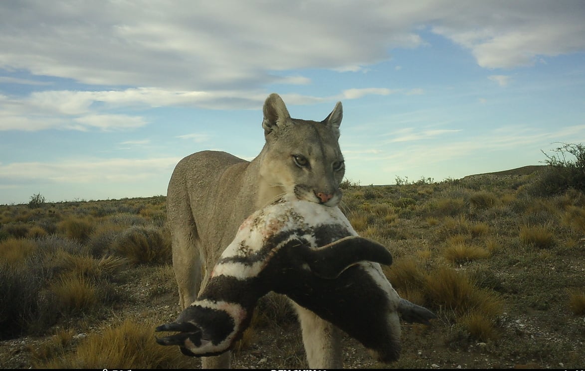 A remote camera image of a puma with a penguin in its mouth