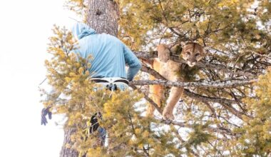 July 11: Pumas vs. penguins, and other clever carnivores