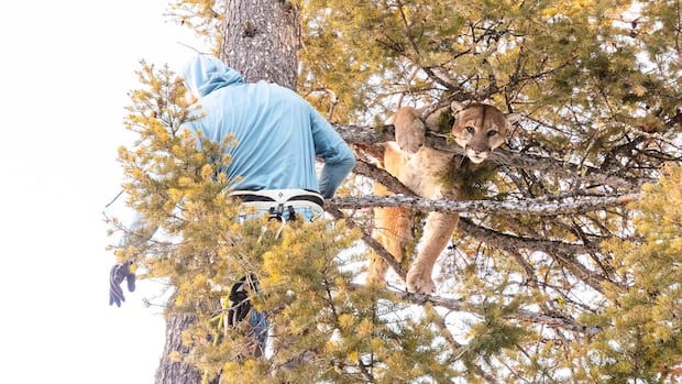 July 11: Pumas vs. penguins, and other clever carnivores