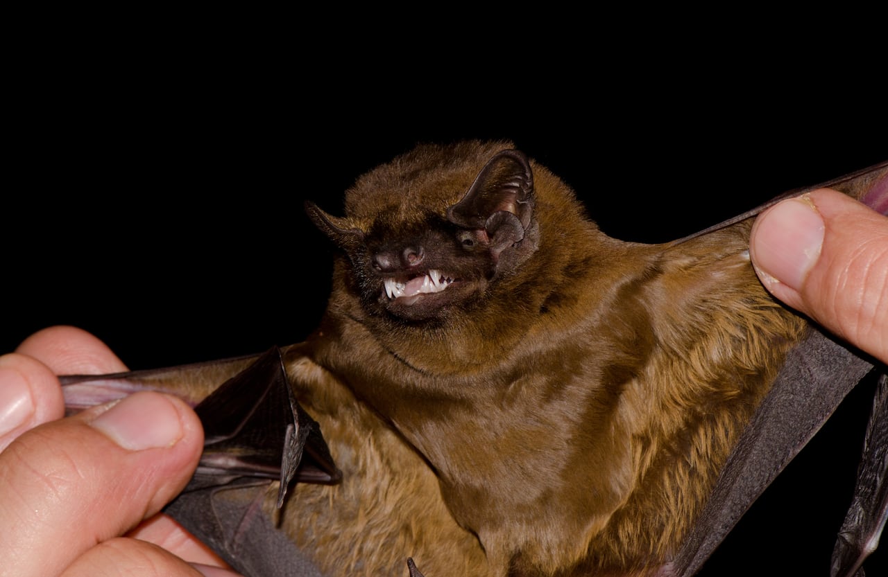 Two human hands hold up a bat by its wings, against a black background.