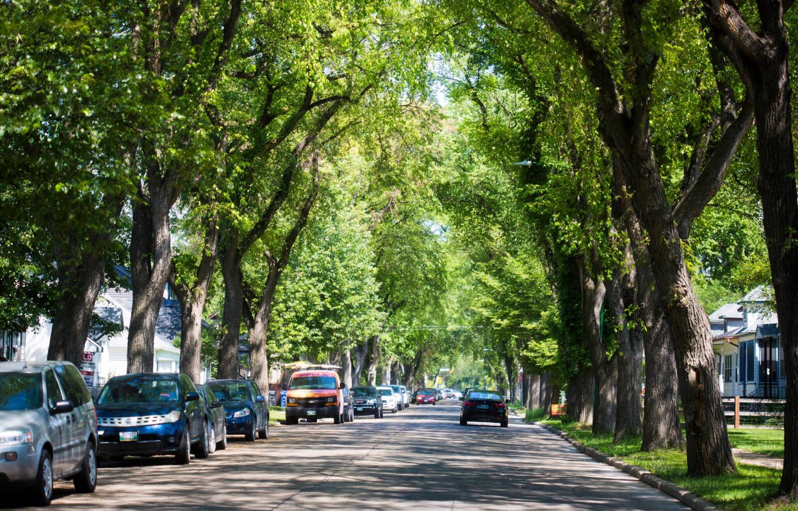 When it comes to our city’s tree canopy, Winnipeggers stand tall – Winnipeg Free Press