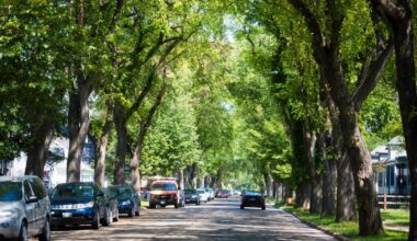 When it comes to our city’s tree canopy, Winnipeggers stand tall – Winnipeg Free Press