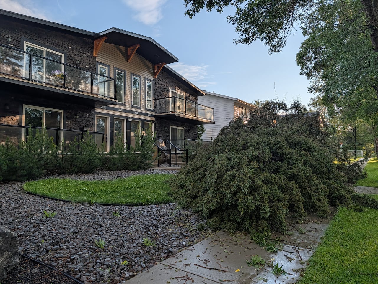 a tree fell down on someone's lawn