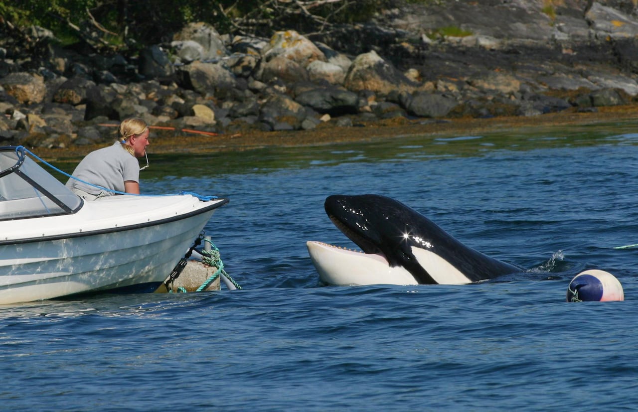 Woman on boat looks at whale in bay of water