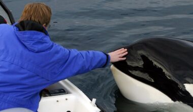 Free Willy is getting a reboot. Here's why some say there's 'no way' he'll be real