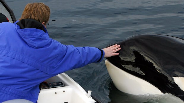 Free Willy is getting a reboot. Here's why some say there's 'no way' he'll be real
