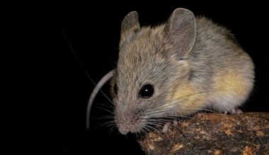 This tiny mouse thrives where humans can barely breathe