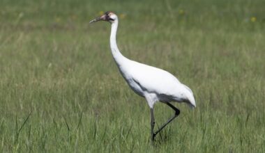 'Conservation success story': Endangered whooping crane makes rare appearance in central Alberta
