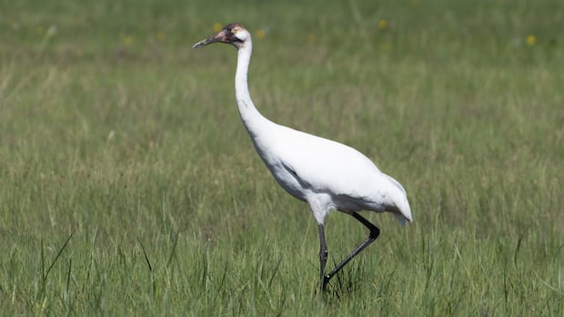 'Conservation success story': Endangered whooping crane makes rare appearance in central Alberta