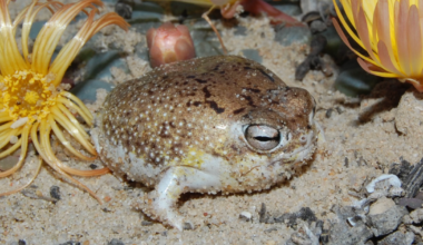 Nature’s Ingenious Survival Strategies Are No Match for Human Destruction – Mother Jones