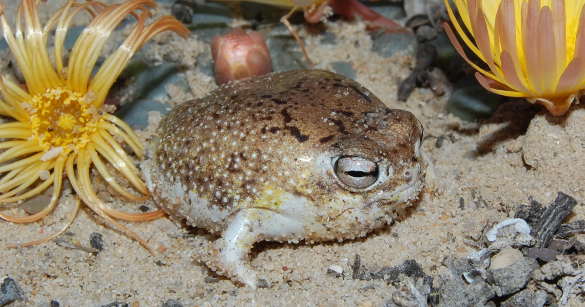 Nature’s Ingenious Survival Strategies Are No Match for Human Destruction – Mother Jones