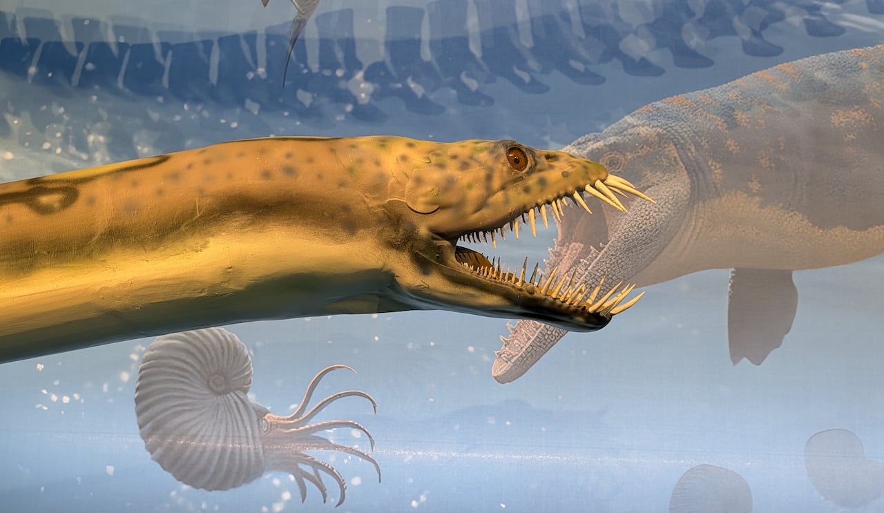 The face of an eel-like dinosaur with long, sharp teeth that protrude from its mouth