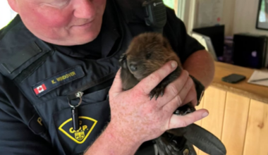 Police find baby beaver