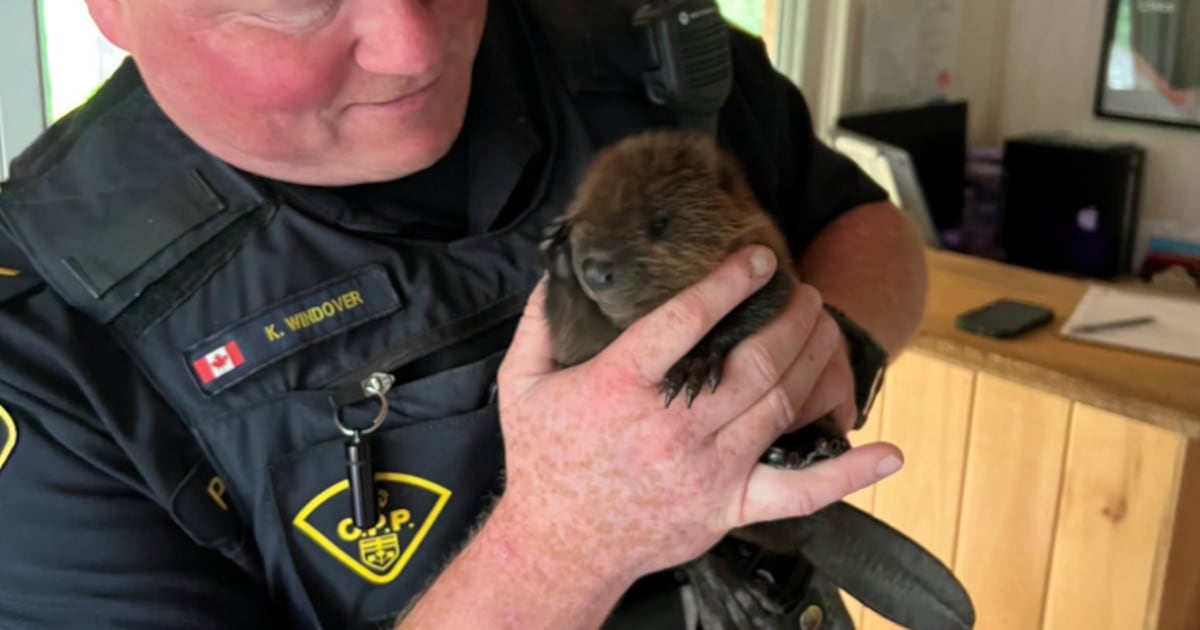 Police find baby beaver