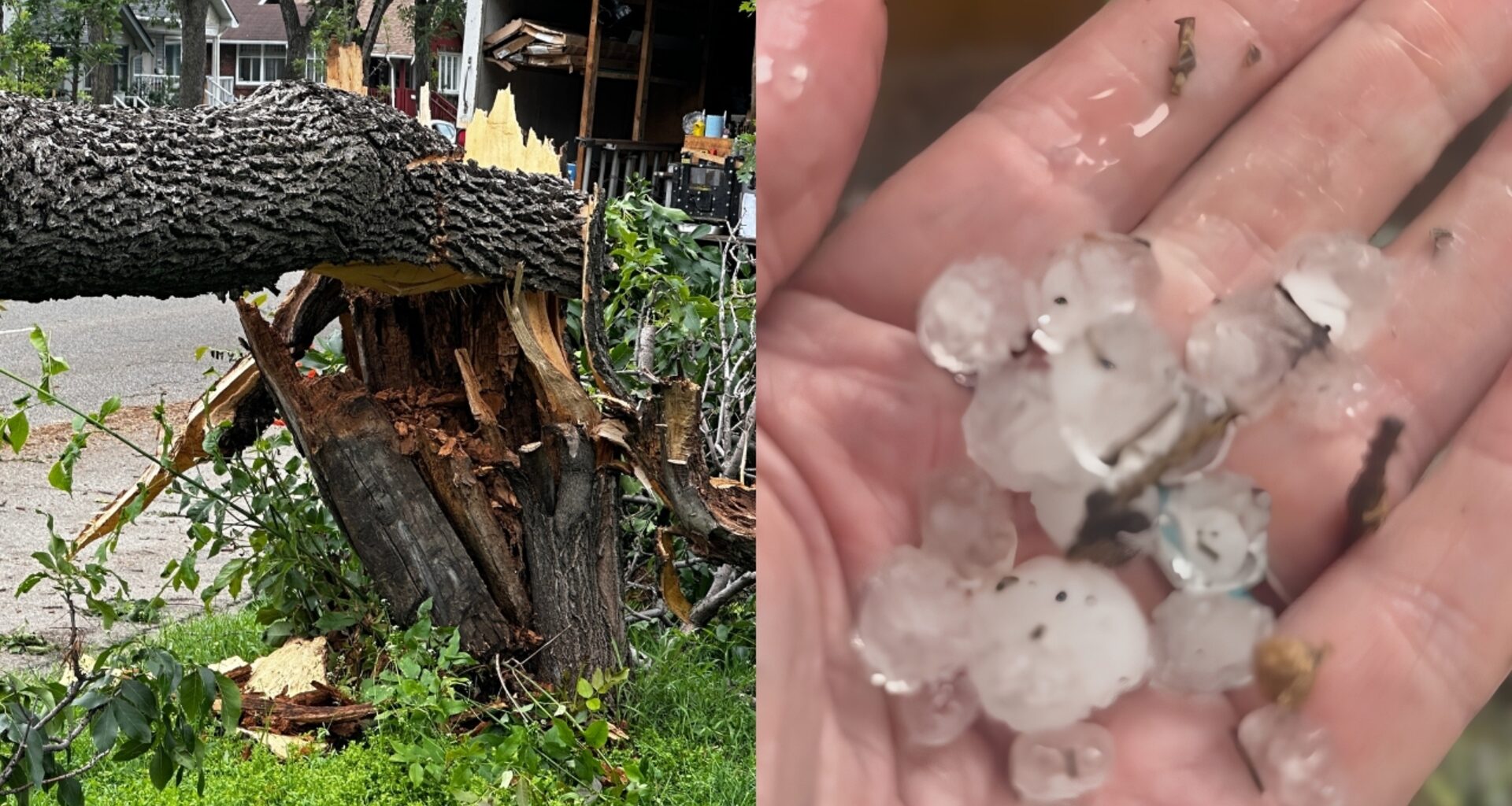 Severe thunderstorm in Edmonton region impacting infrastructure and knocking down trees