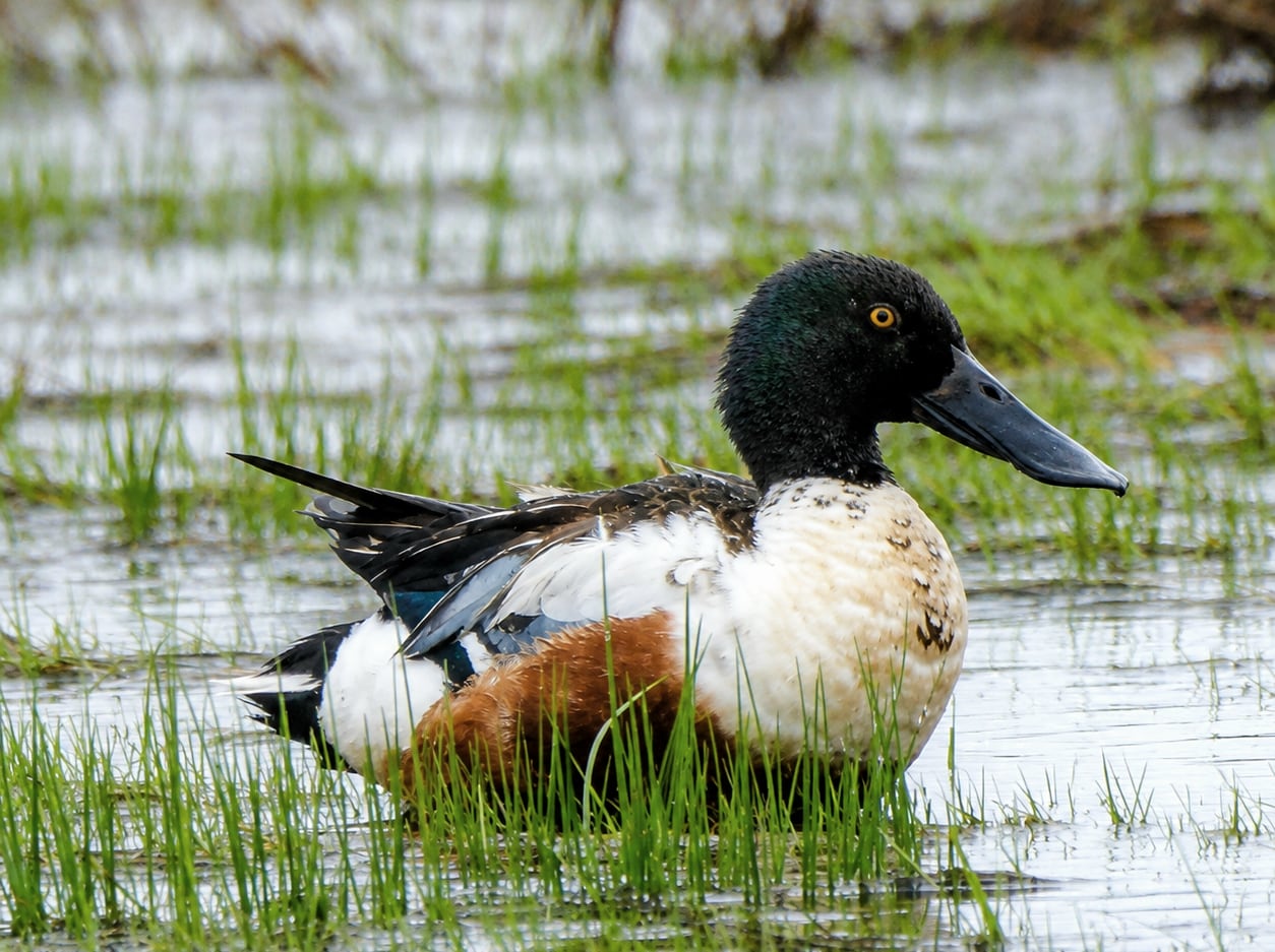 A blue, white and rust-coloured bird swimming in a pond with tall grass.