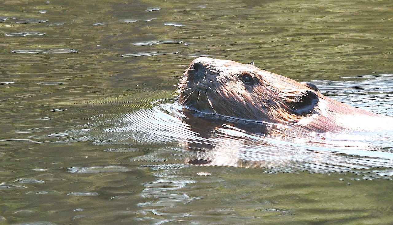 A brown beaver swimming with just its head above water.