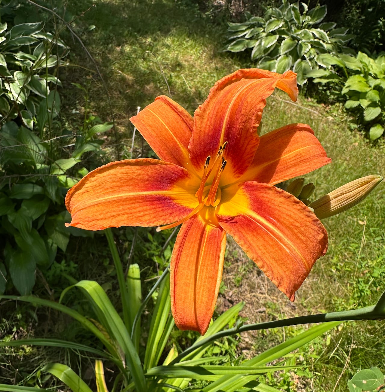 A bright orange flower planted in the ground.