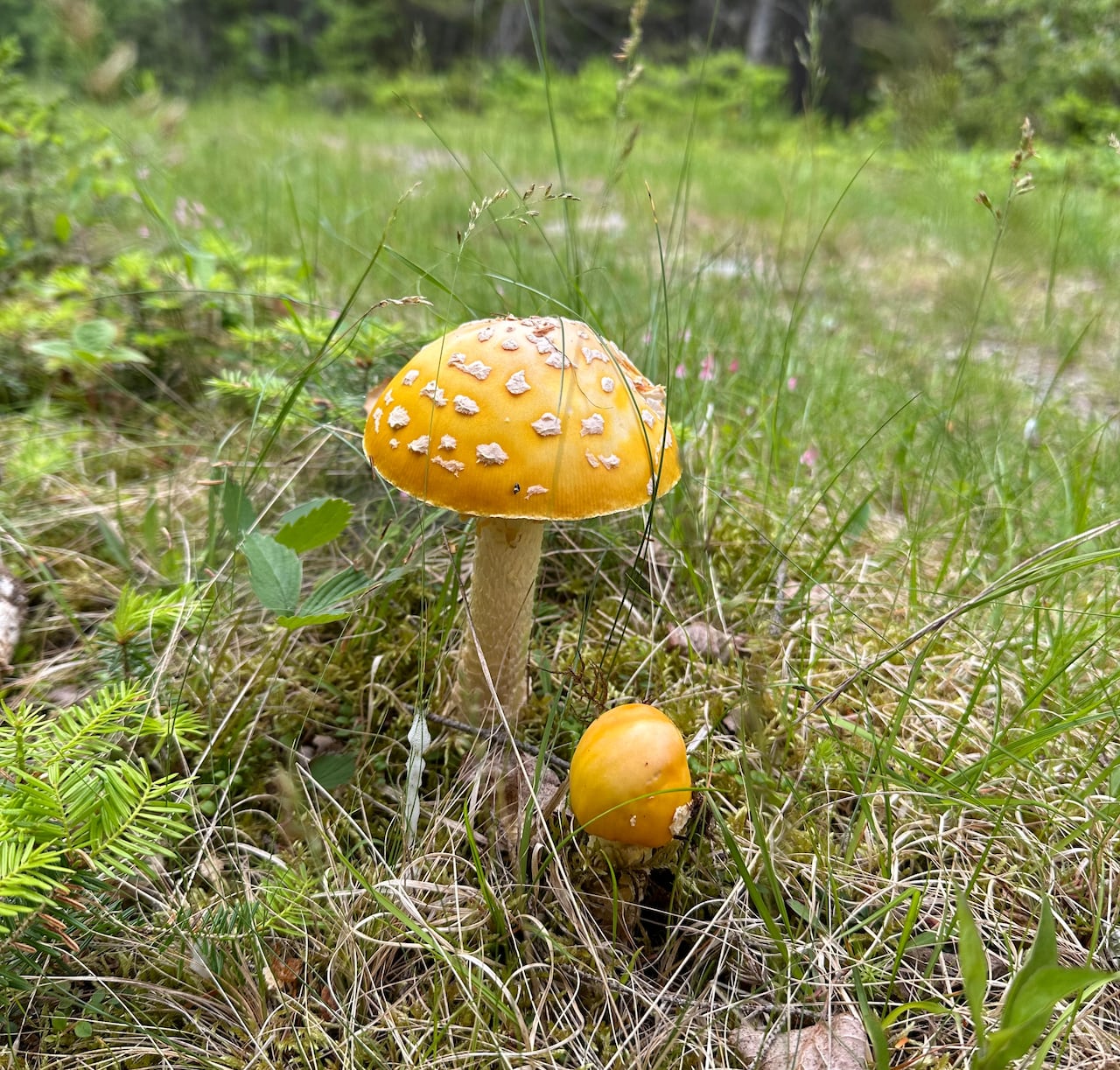 Two yellow mushrooms with white spots growing out of the ground.