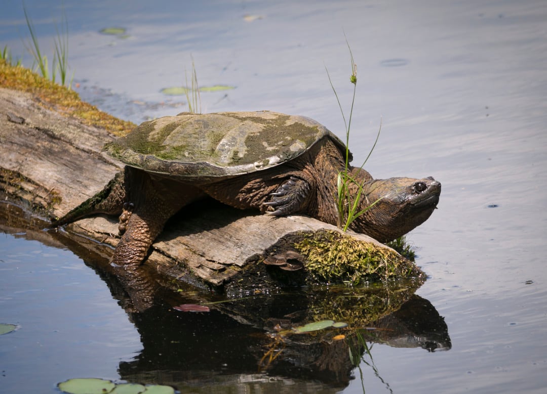 A big turtle is perched on a piece of wood in a pond on a sunny day.