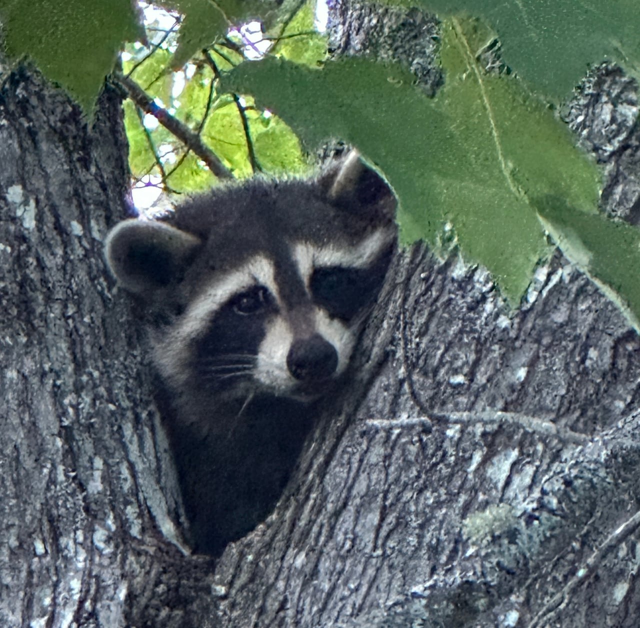 A racoon sitting up high in a tree.