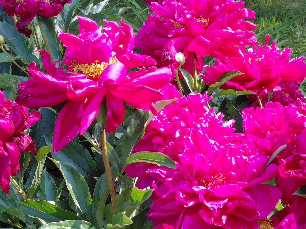 A close up of bright pink peonies that are planted in the ground.