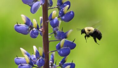 Busy bees: Enjoy these photos from around New Brunswick
