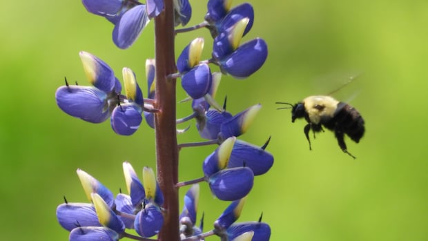 Busy bees: Enjoy these photos from around New Brunswick
