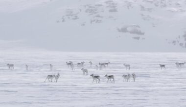 New film on Nunavut megaproject raises concerns about caribou and the people who hunt them